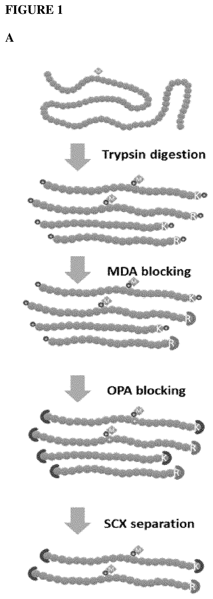 Method for profiling protein methylation