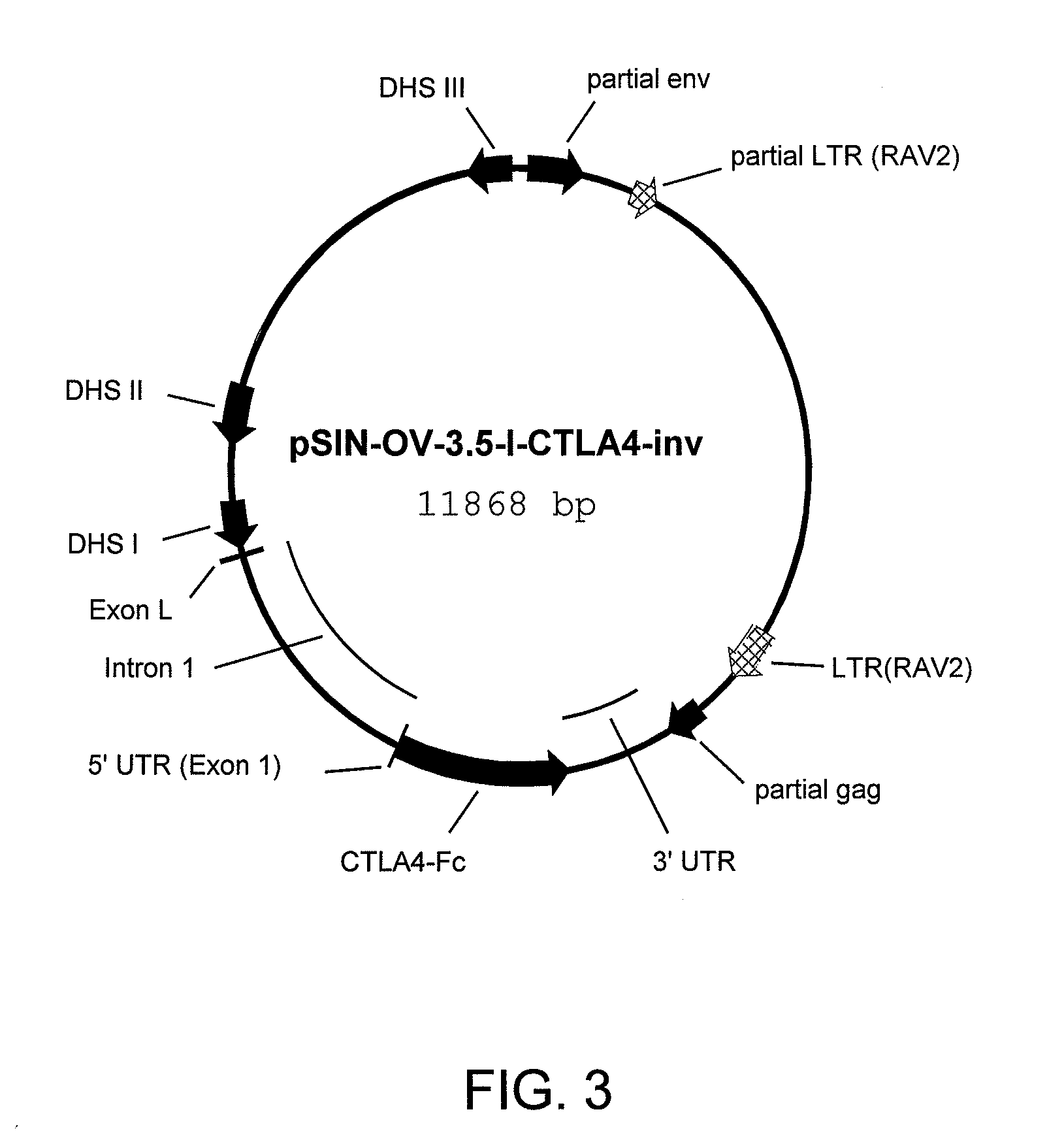 Composition comprising isolated human CTLA4-Fc fusion protein produced in a transgenic chicken