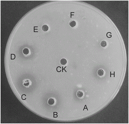 Liquid medium for producing plasmin by utilizing cordyceps sobolifera and plasmin production method thereof