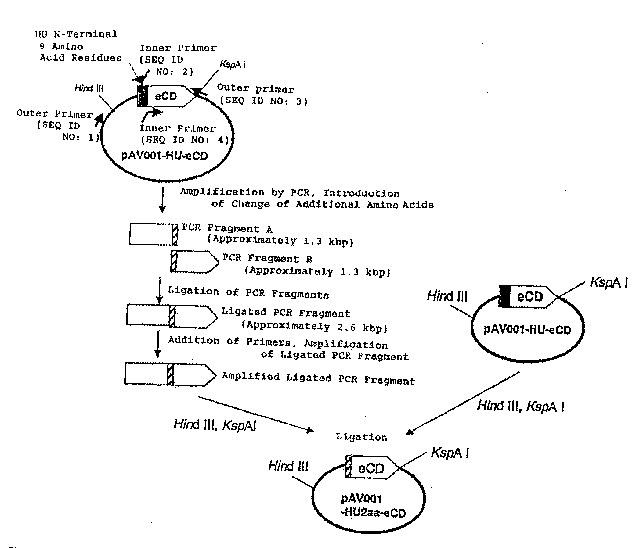 Method of constructing gene transport support