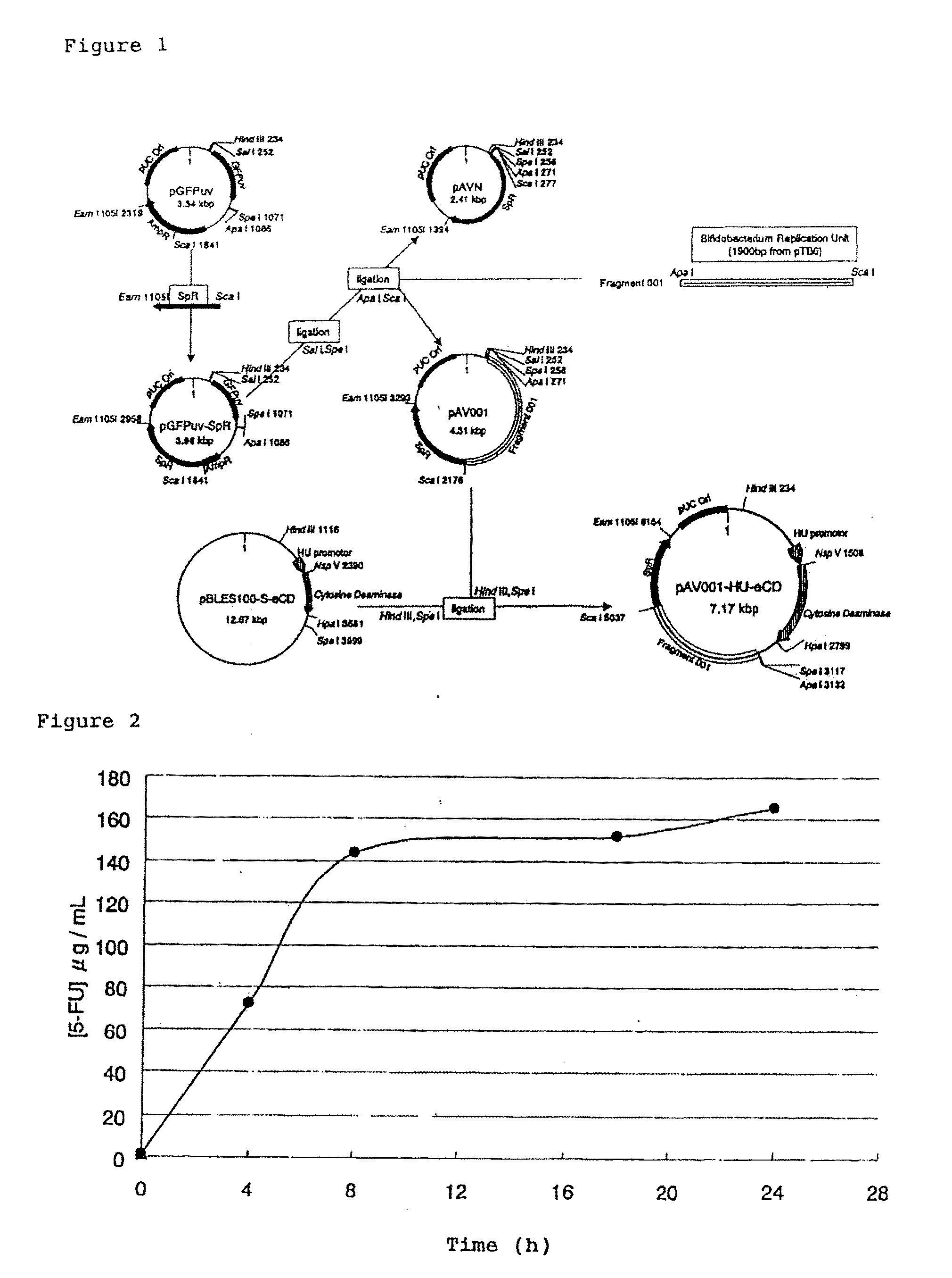 Method of constructing gene transport support