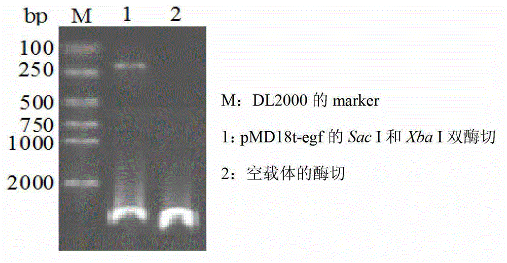 Construction method and purpose of recombinant lactobacillus acidophilus expressing pig epidermal growth factors