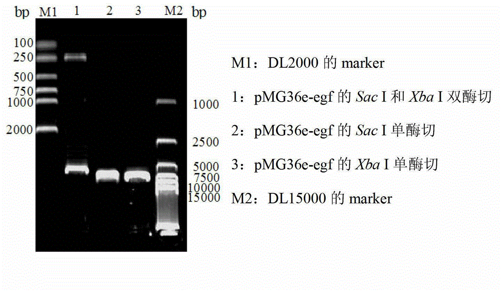 Construction method and purpose of recombinant lactobacillus acidophilus expressing pig epidermal growth factors