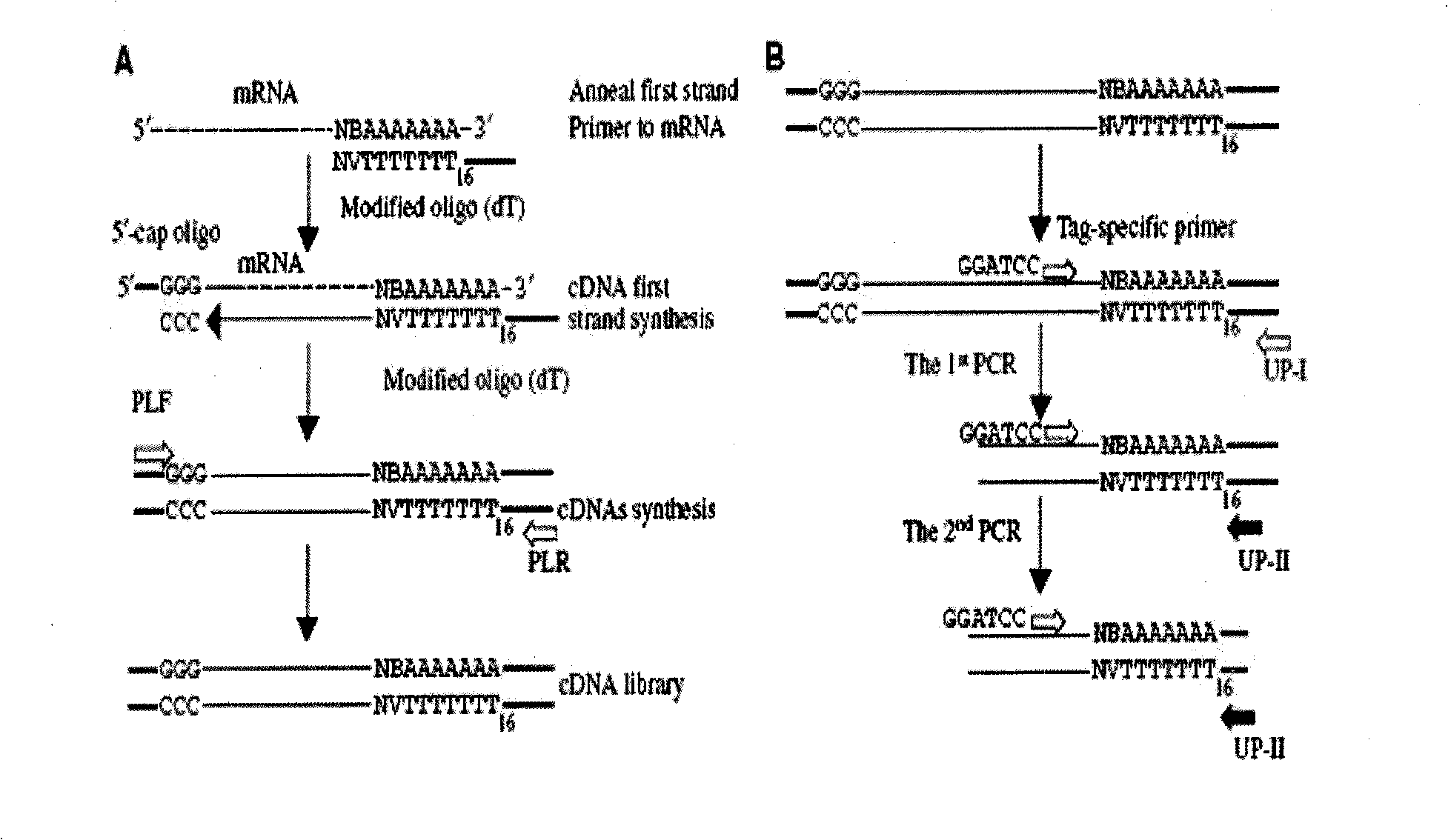 Clone method of SGAE label 3' end cDNA segment