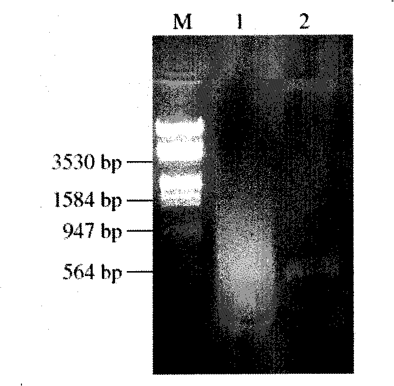 Clone method of SGAE label 3' end cDNA segment