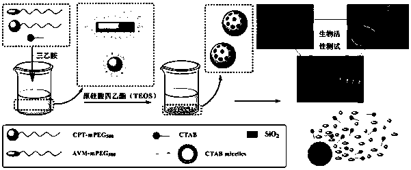 Camptothecin-avermectin silica nanoparticle, and preparation method and application thereof