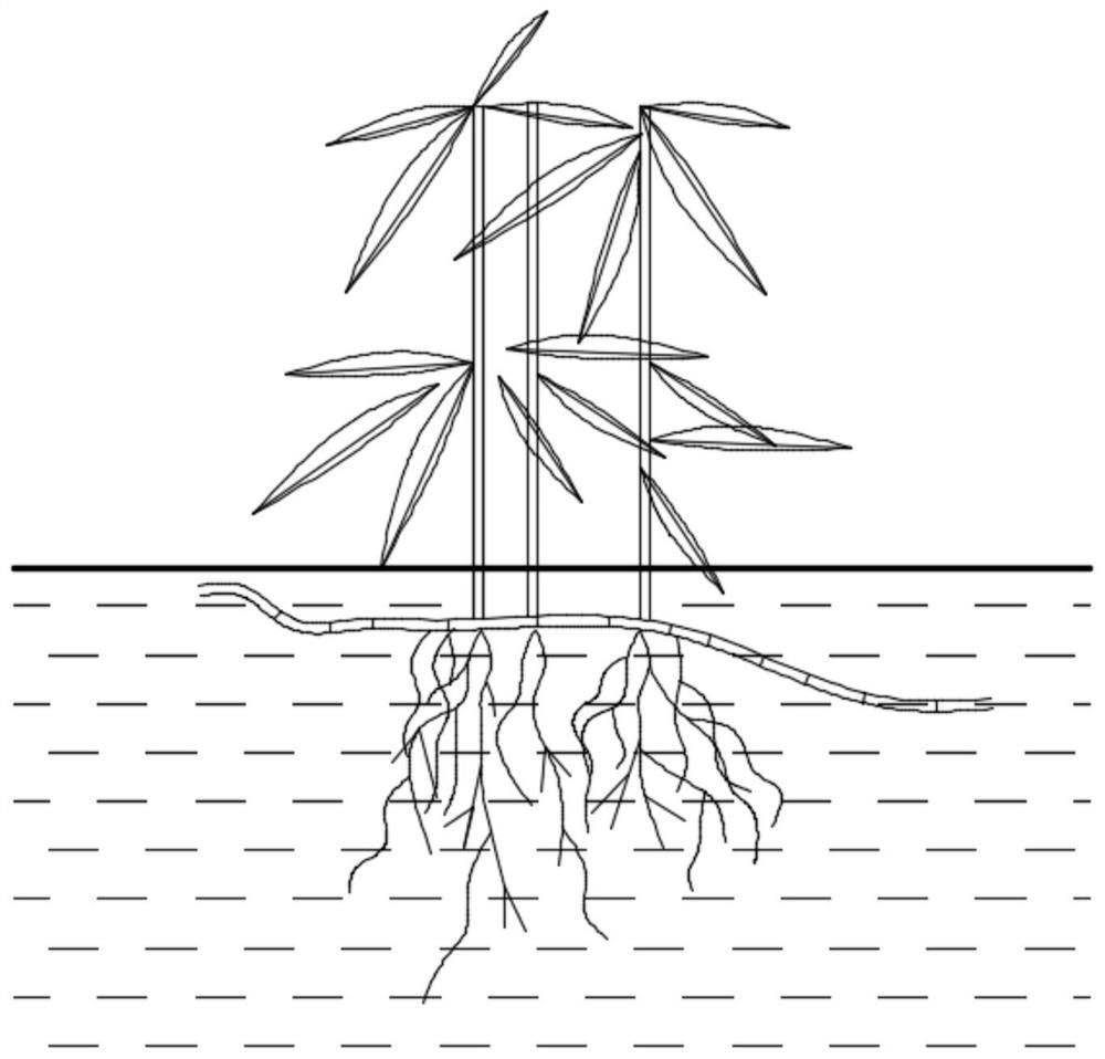 Ground cover bamboo hydroponic cultivation method and cultivation device suitable for laboratory scientific research