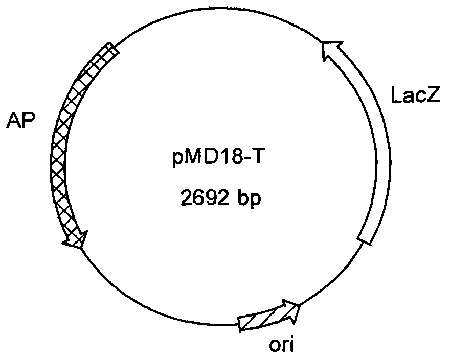 HPV18 type L2NE7E6 fusion protein gene, and expression vector, preparation method, strain and use thereof