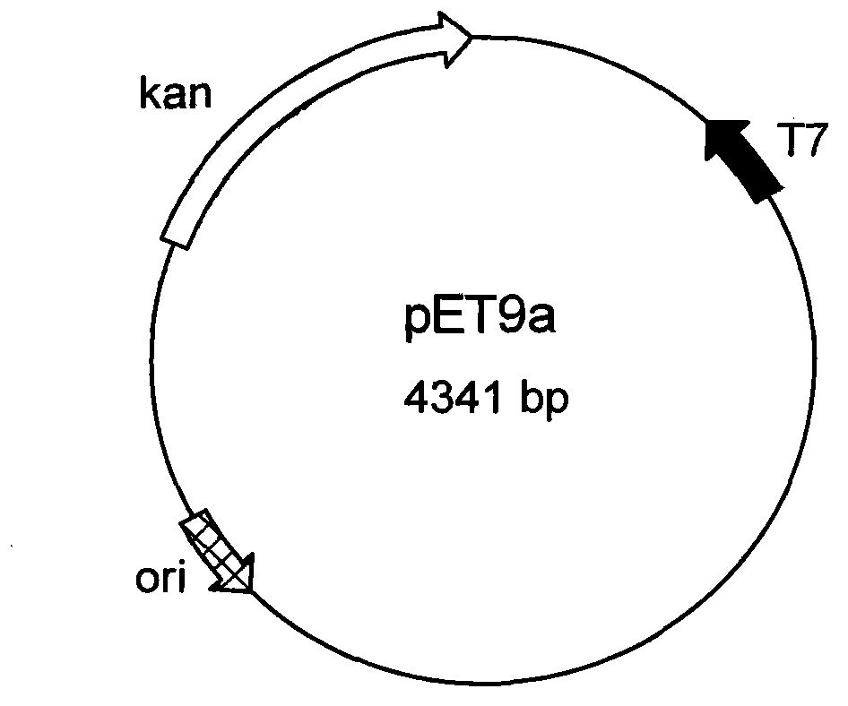 HPV18 type L2NE7E6 fusion protein gene, and expression vector, preparation method, strain and use thereof