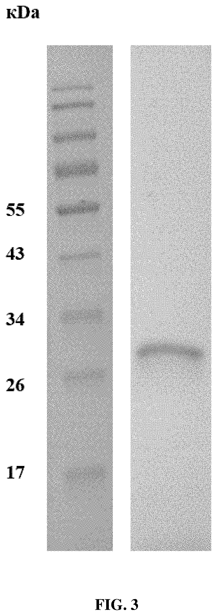 Preparation of wheat cysteine protease triticain-alpha produced in soluble form and method of producing same