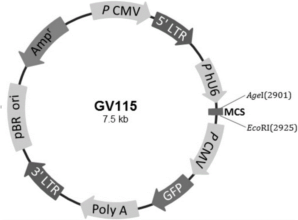 Application of inhibitor of GINS2 genes or protein to preparation of antitumor drugs