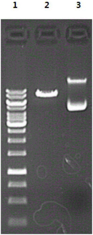 Application of inhibitor of GINS2 genes or protein to preparation of antitumor drugs