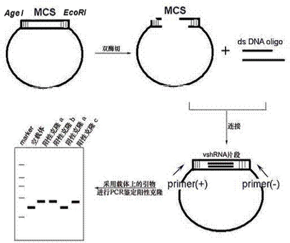 Application of inhibitor of GINS2 genes or protein to preparation of antitumor drugs