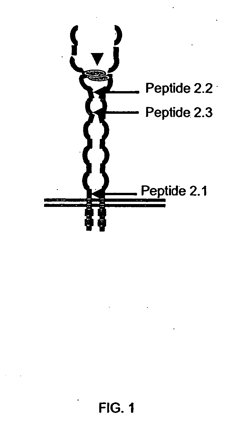 Cytokine receptor modulators, method of identifying same, and method of modulating cytokine receptors activity with same