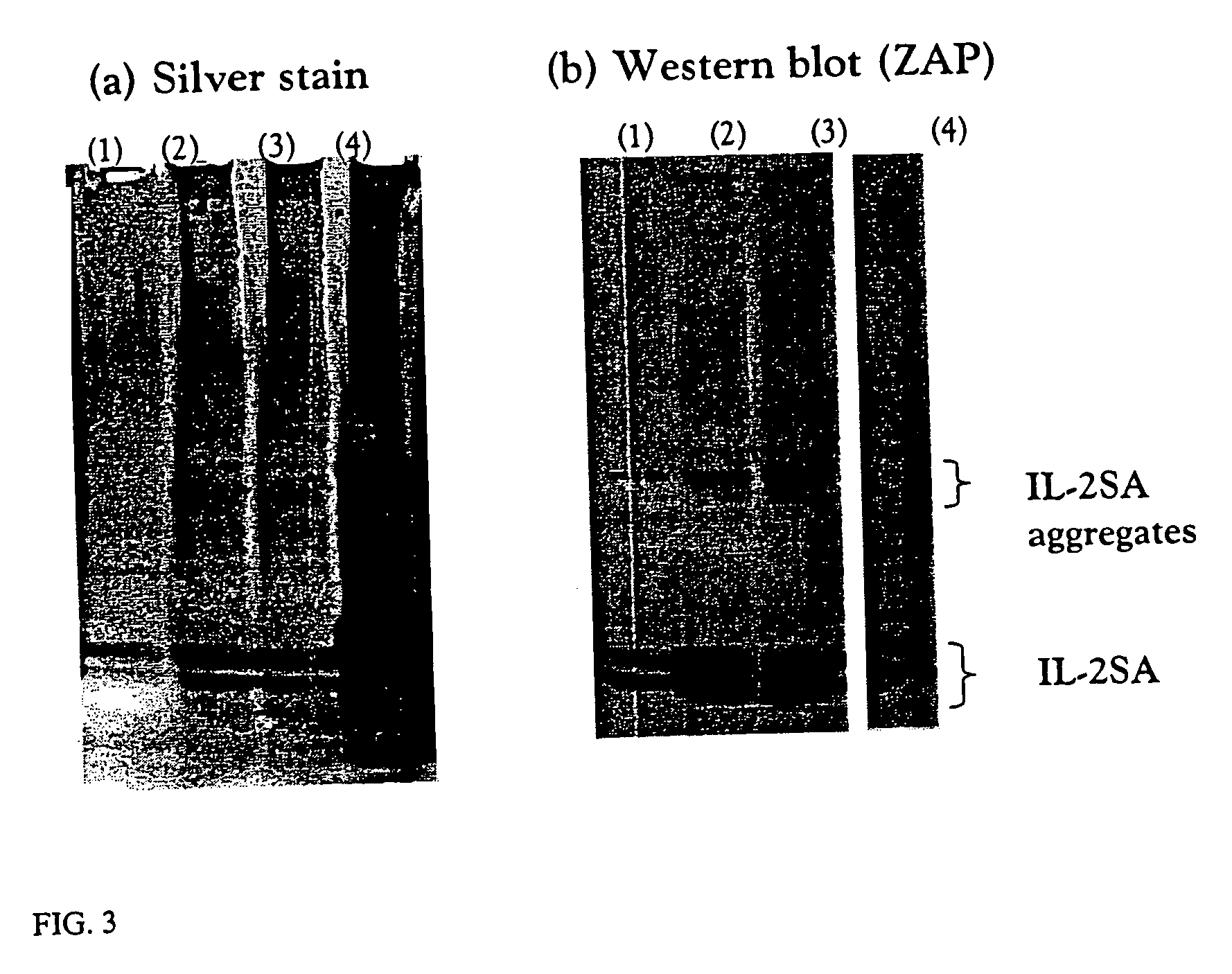 Process for concentration of macromolecules