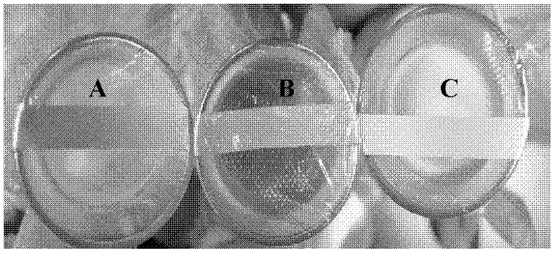 Pseudoalteromonas sp.B3 and application thereof to biological oxidation of L-amino acid