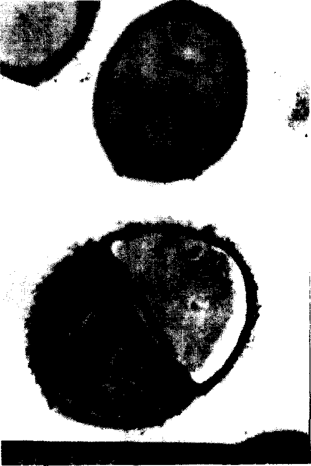 Chlorine resistant strain V430 and its screening method