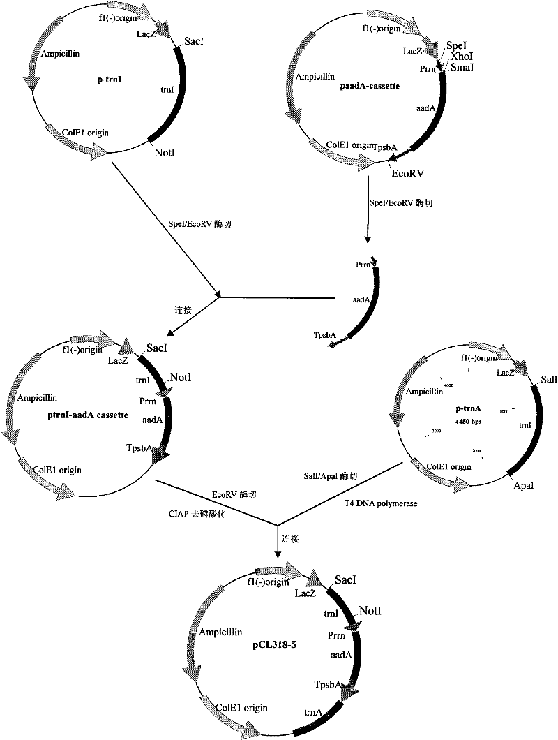 Tissue culture system based on chloroplast transformation in rape cotyledons and method for obtaining transformed plant