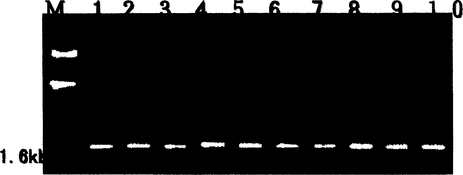 A genetically engineered bacteria, its constructing method and use thereof