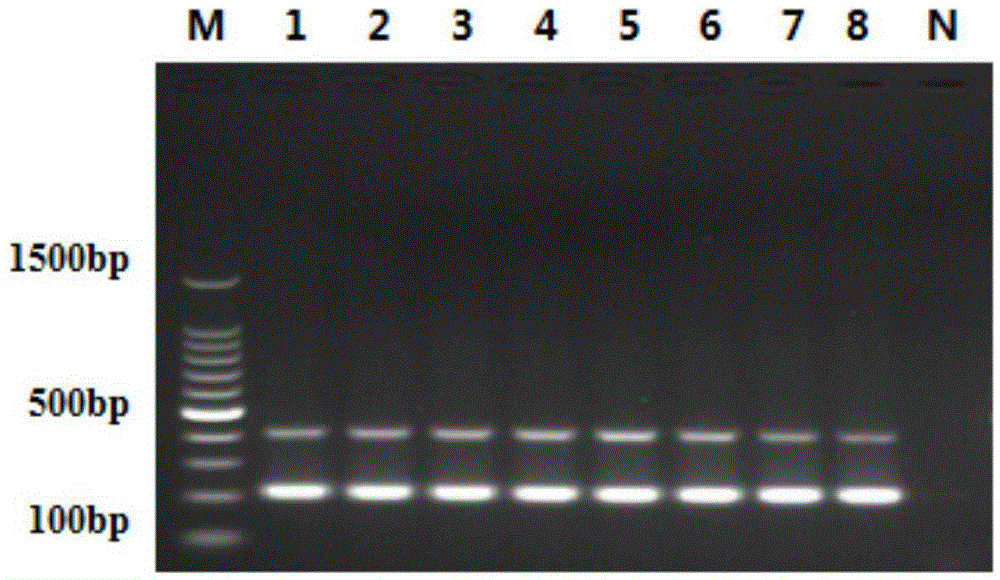 Primer combination for identifying ChPV (Chicken Parvovirus) and ARV (Avian Reoviruses) and application thereof