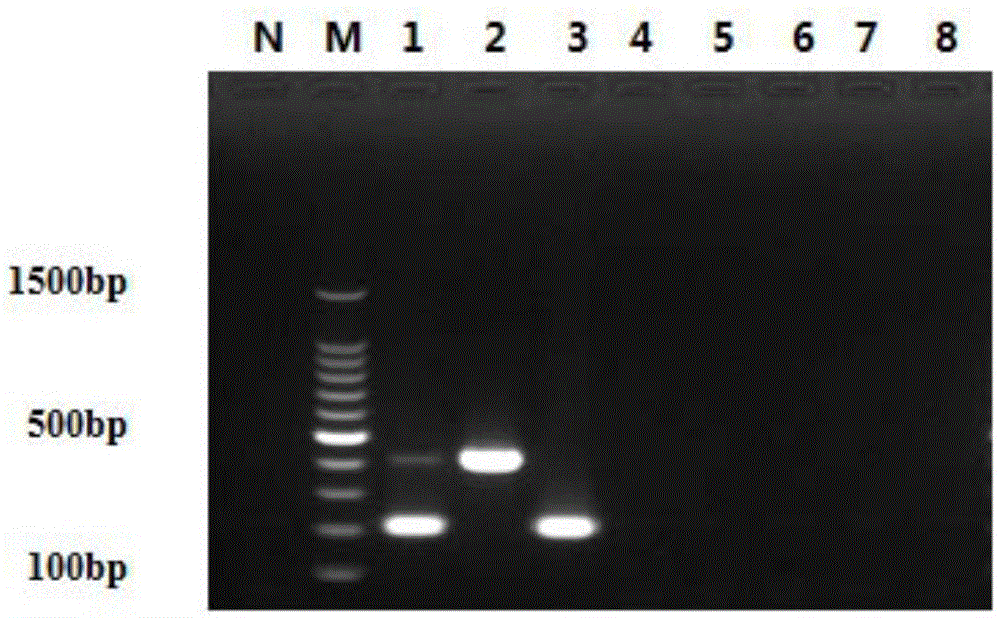 Primer combination for identifying ChPV (Chicken Parvovirus) and ARV (Avian Reoviruses) and application thereof