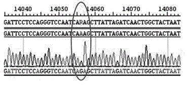 Attenuated vaccine strain of VII type new castle disease virus with mutated L gene and preparation method thereof