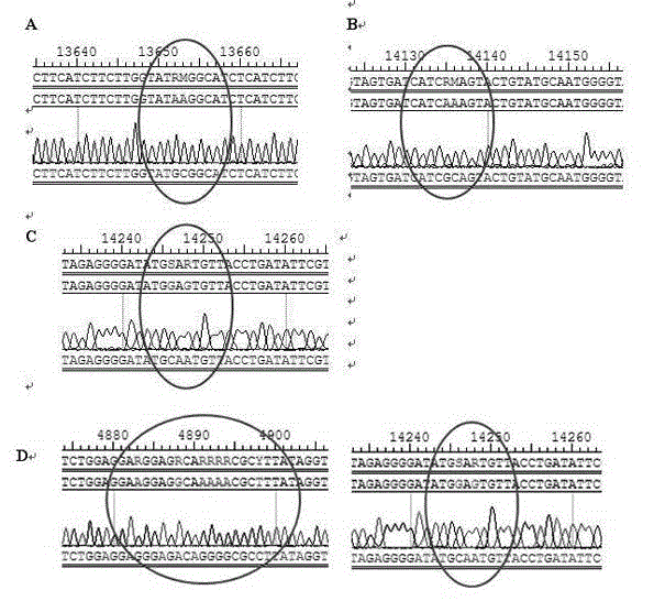 Attenuated vaccine strain of VII type new castle disease virus with mutated L gene and preparation method thereof