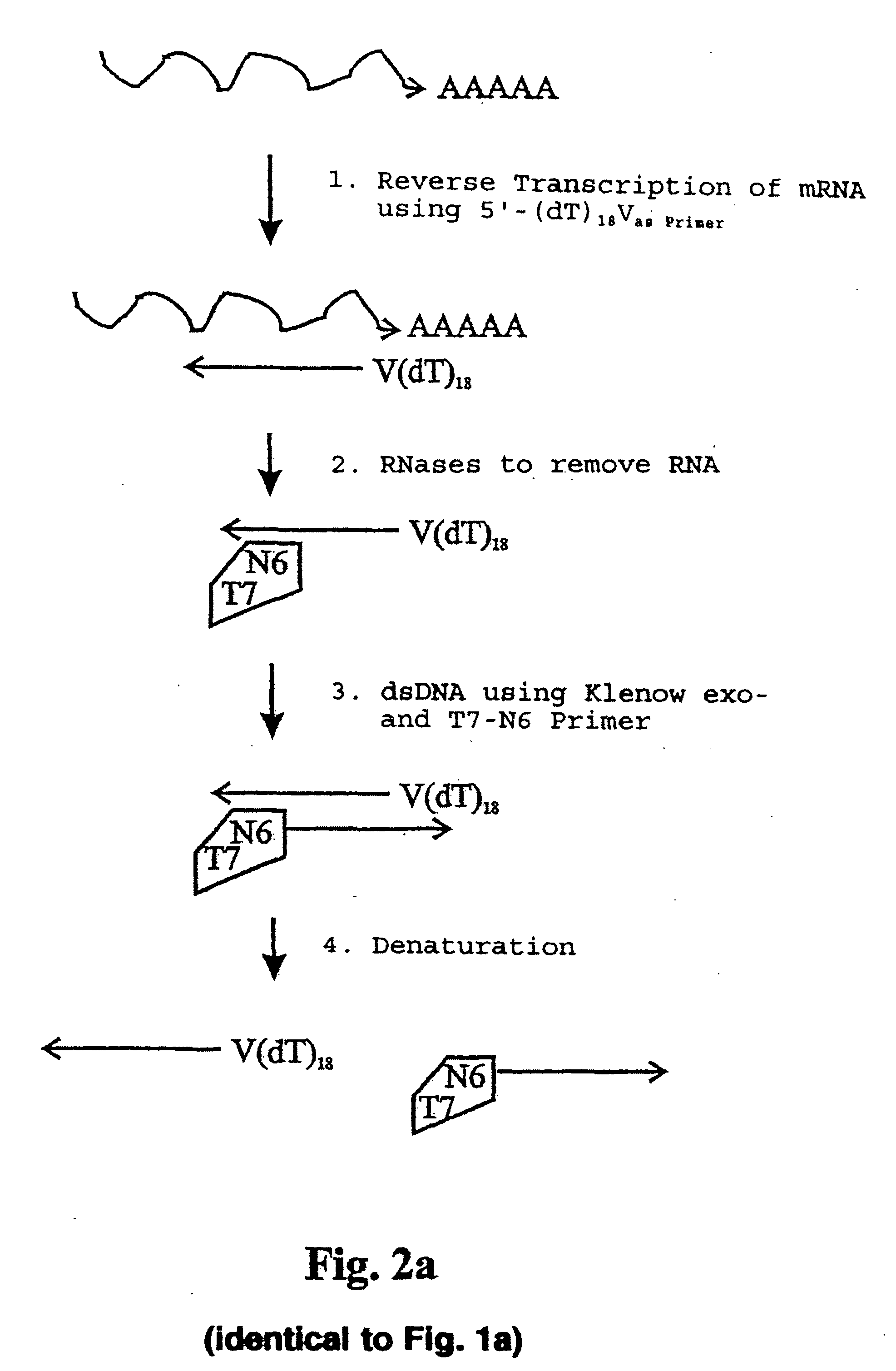 Reproduction of ribonucleic acids