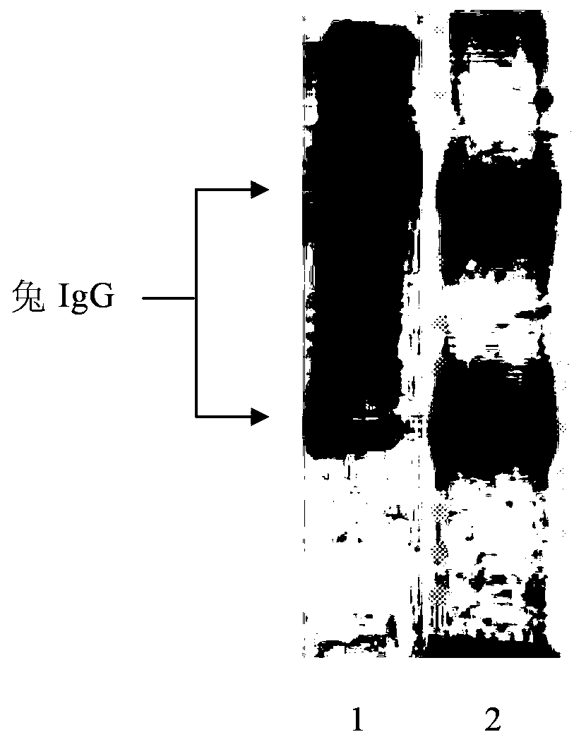 Composite carrier, preparation method and application for preparing immobilized protein, polypeptide or oligopeptide