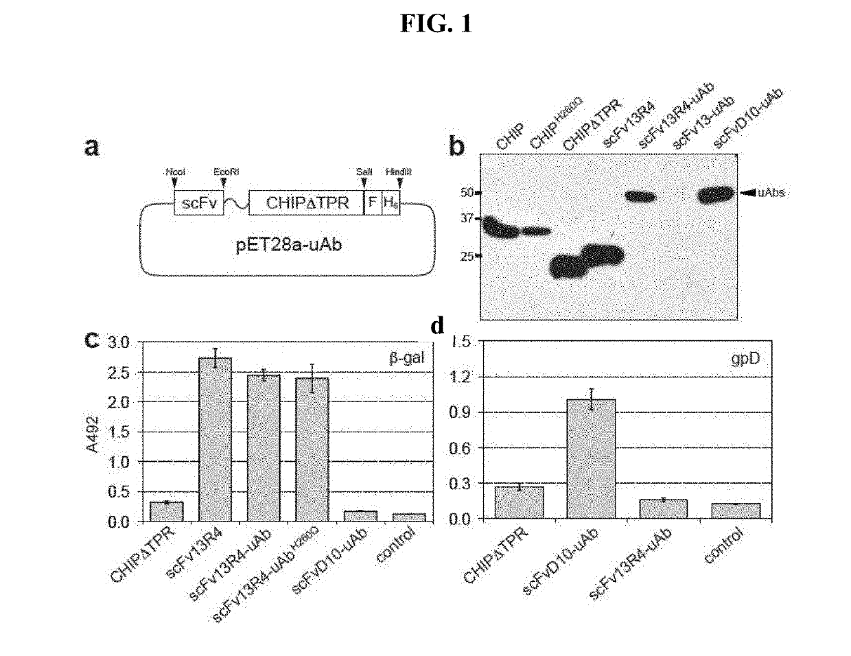 Targeted protein silencing using chimeras between antibodies and ubiquitination enzymes