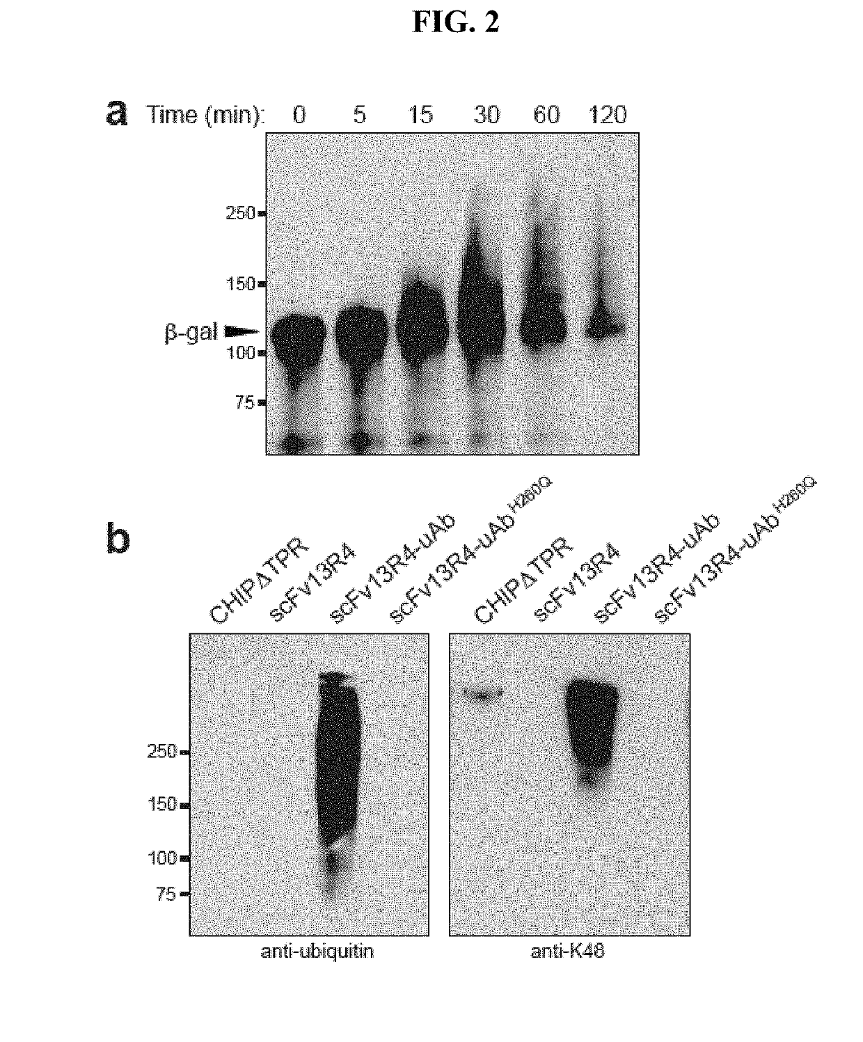 Targeted protein silencing using chimeras between antibodies and ubiquitination enzymes