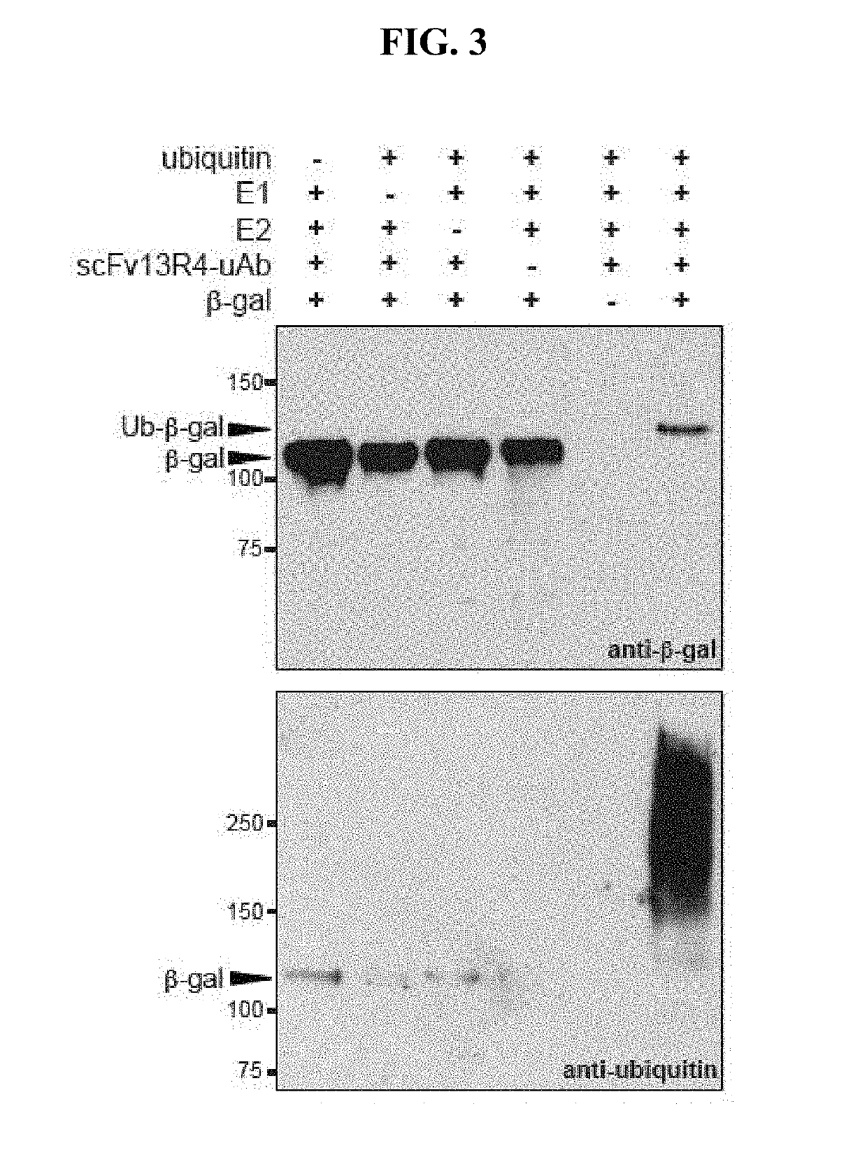 Targeted protein silencing using chimeras between antibodies and ubiquitination enzymes