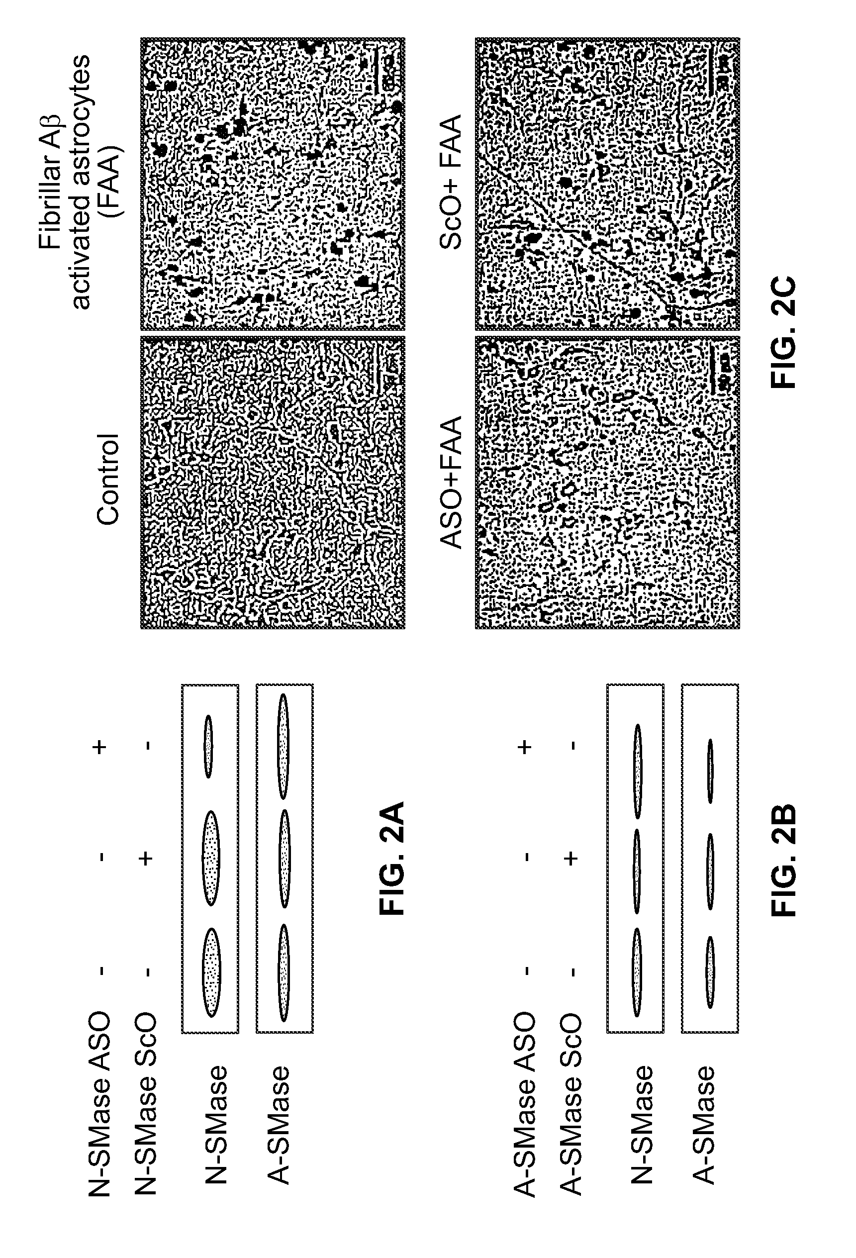 Antisense oligonucleotides against neutral sphingomyelinase and neutral sphingomyelinase inhibitor GW4869 for degenerative neurological disorders