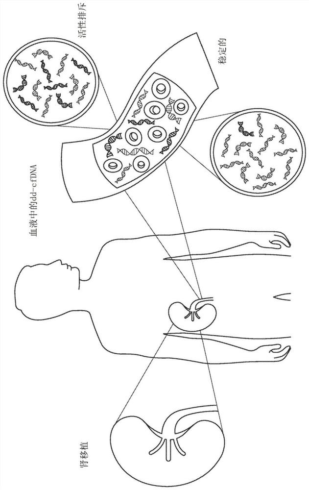 Methods for detection of donor-derived cell-free DNA