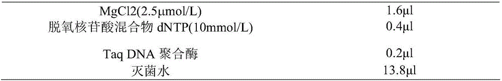 Anti-WSSV (white spot syndrome virus) candidate molecular marker from anti-lipopolysaccharide factor gene (nLvALF6) of litopenaeus vannamei and application of anti-WSSV candidate molecular marker