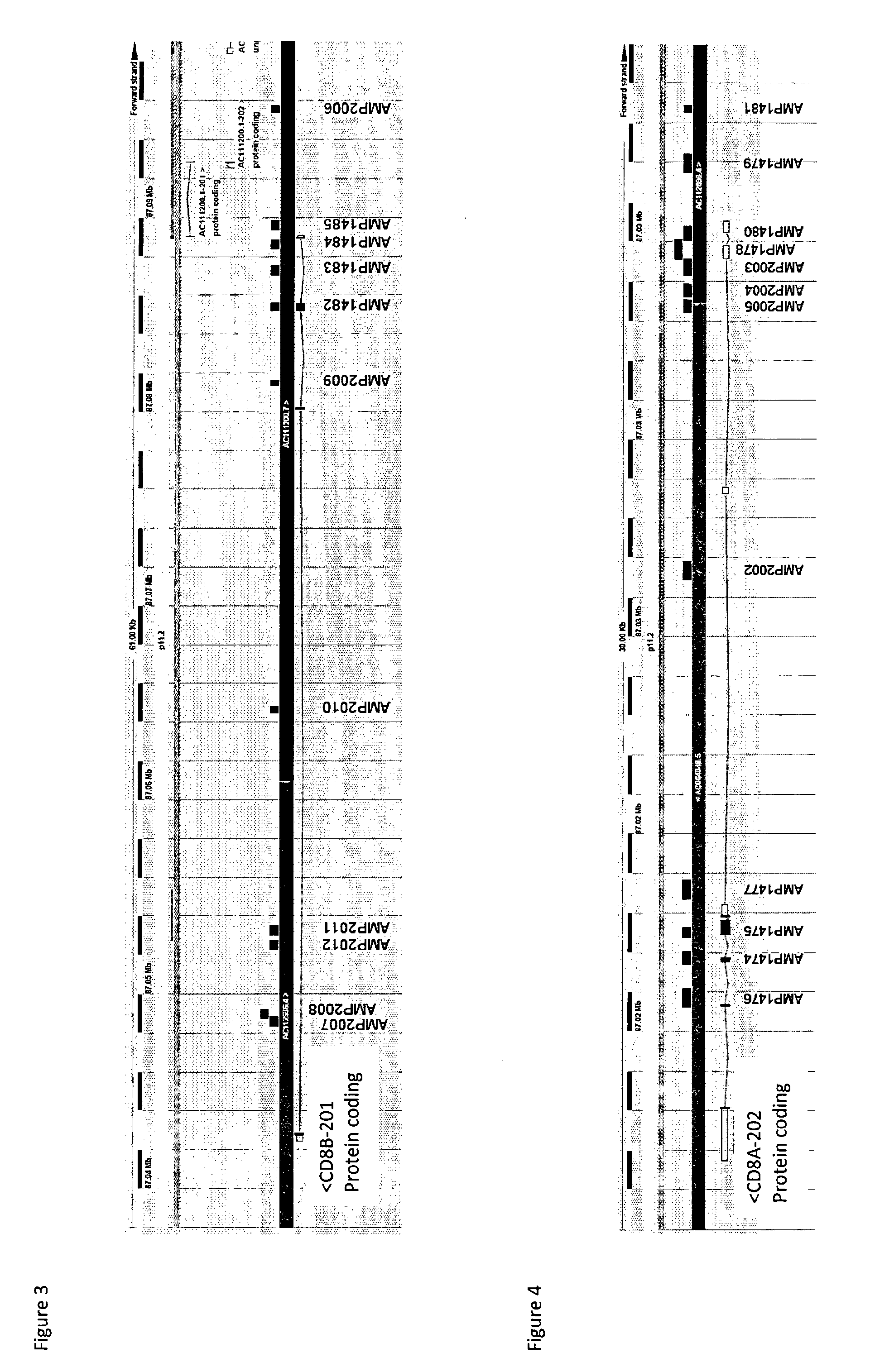 Epigenetic method for the identification of subpopulations of cd8+ t lymphocytes, in particular cd8 alpha and beta t lymphocytes