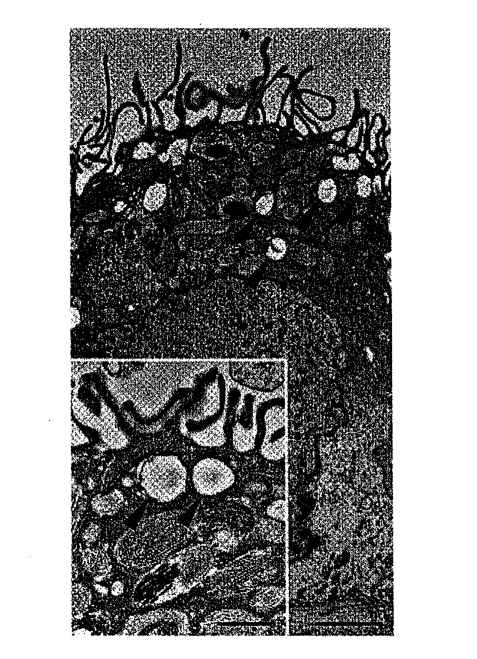 Method for induction/differentiation into photoreceptor cell