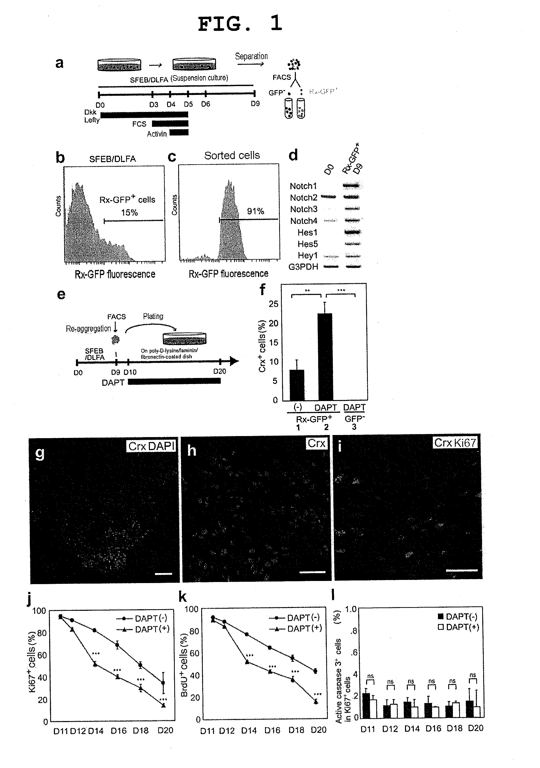 Method for induction/differentiation into photoreceptor cell