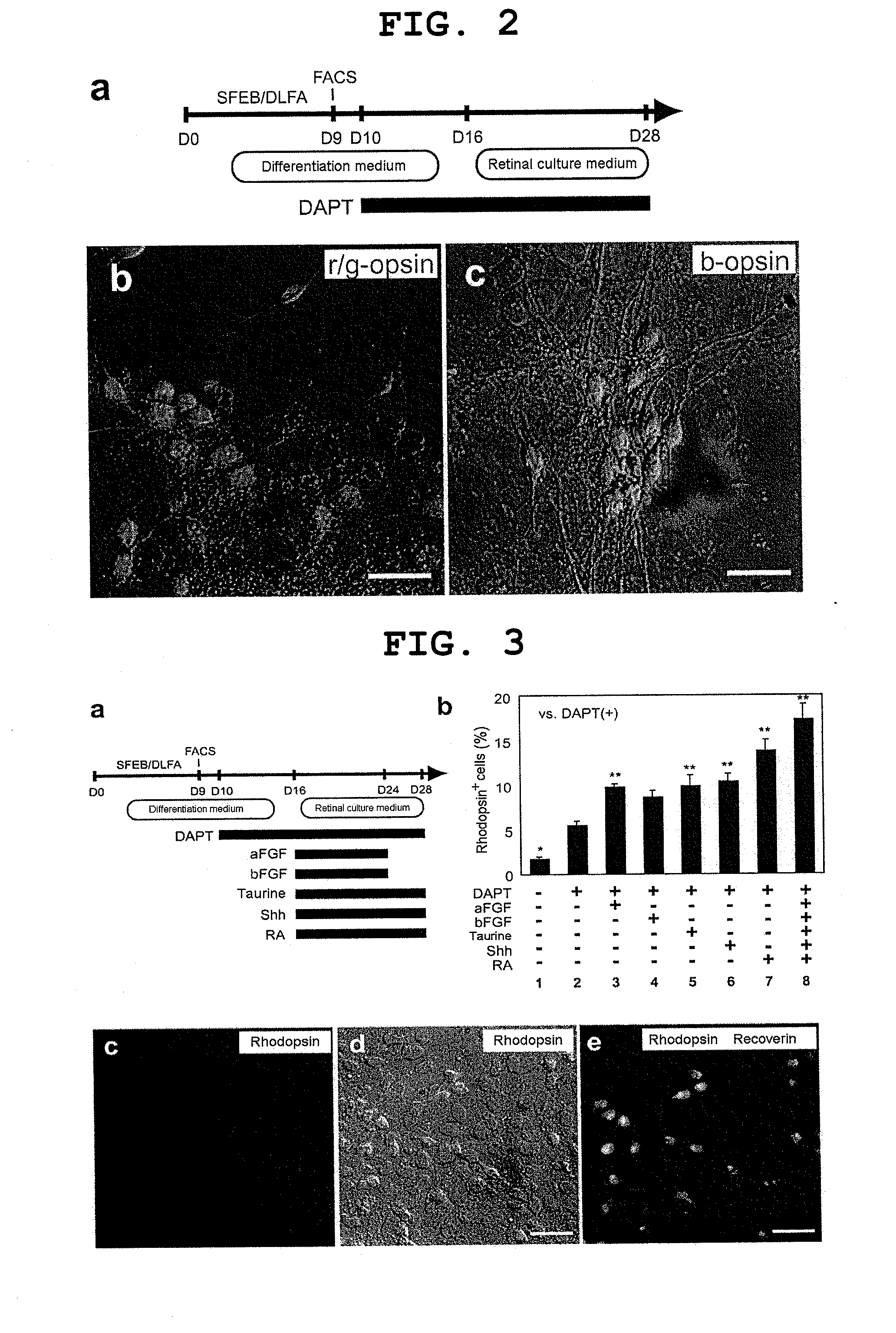 Method for induction/differentiation into photoreceptor cell