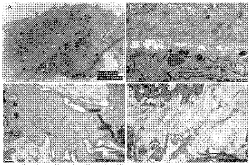 Vitamin C induced mesenchymal stem cell membrane and preparation method thereof