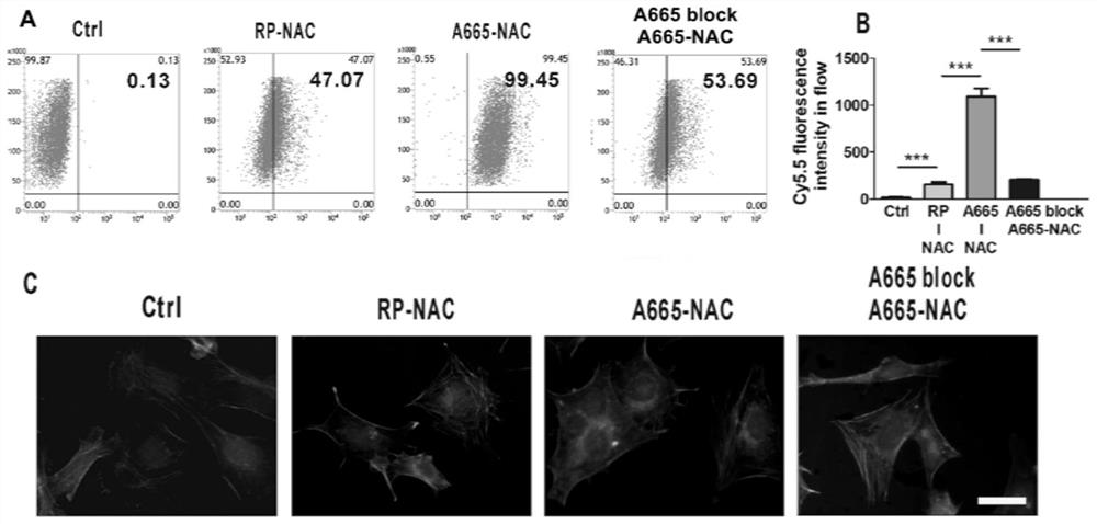 Conjugate and application thereof in treating inner ear diseases