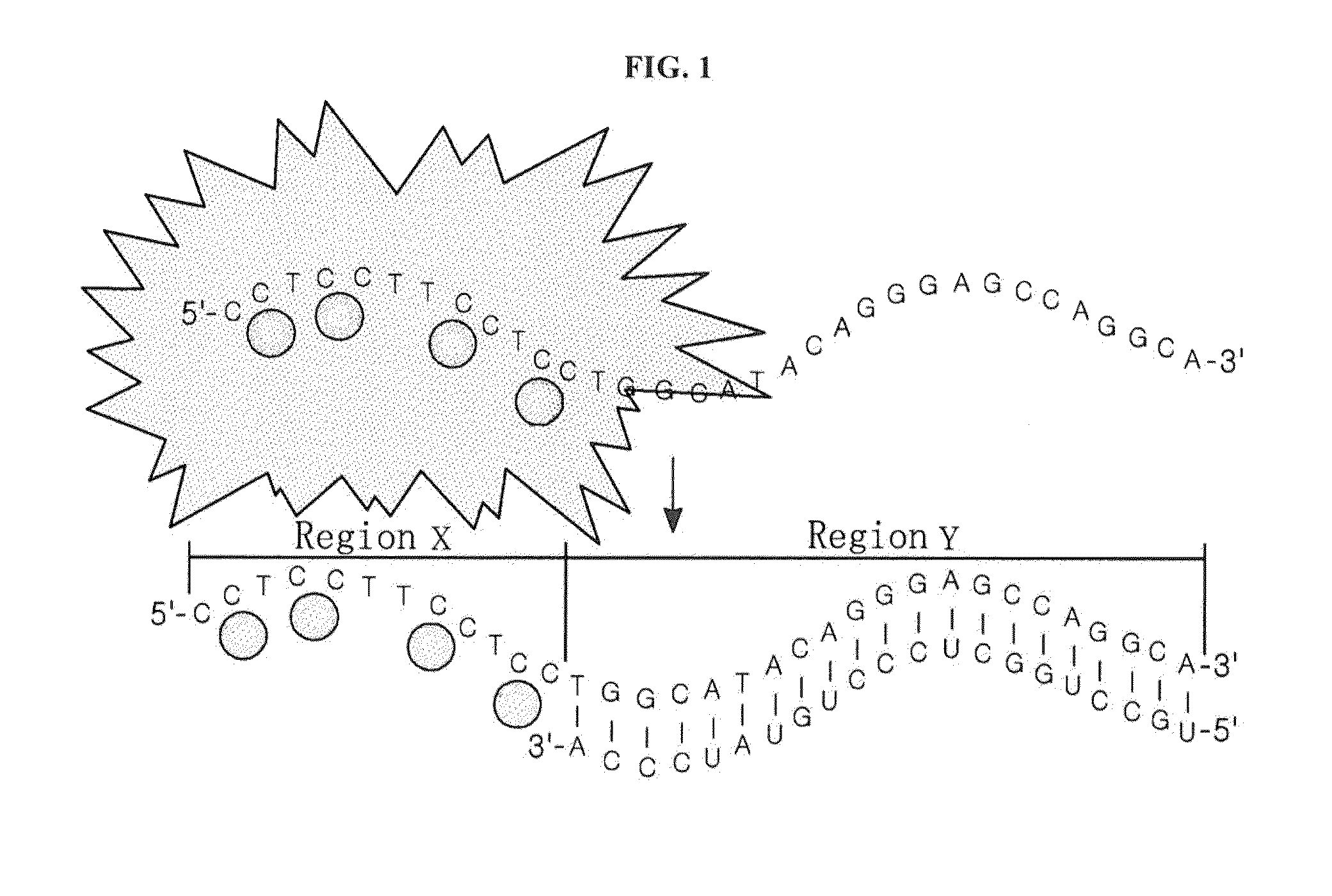 Silver nanocluster probe and target polynucleotide detection method using same, and silver nanocluster probe design method