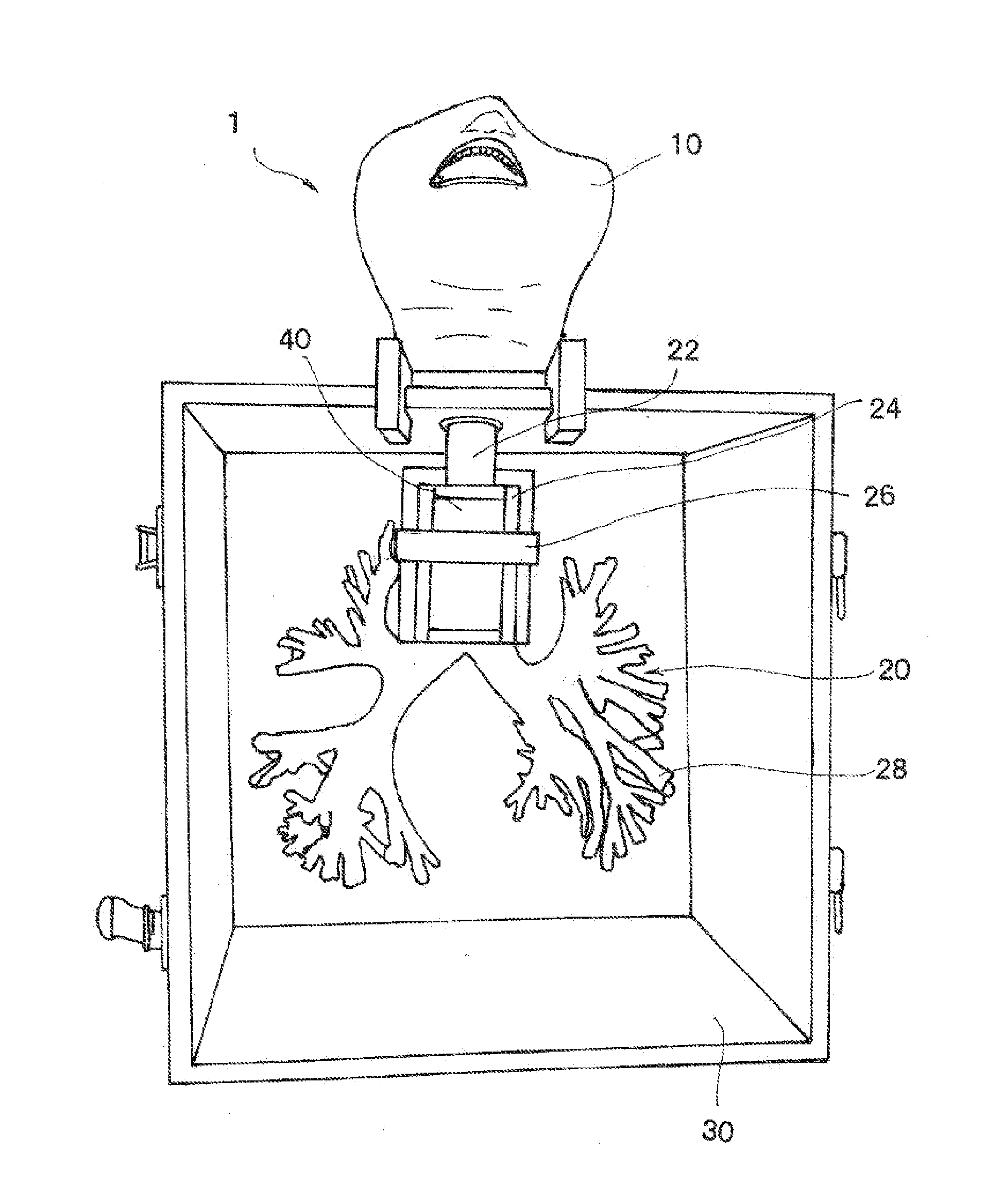 Training model for ultrasonic bronchoscopy