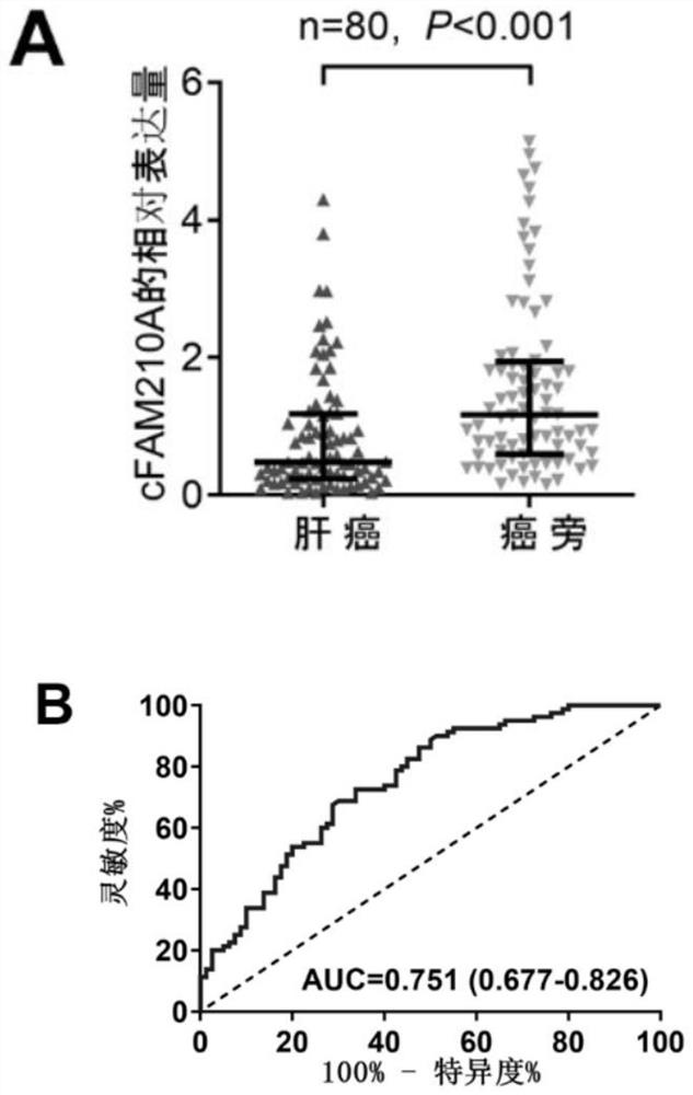 Application of cFAM210A in preparation of kit and drug for liver cancer diagnosis or postoperative prediction