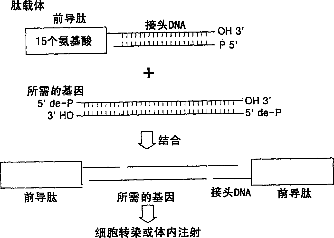 Peptide carrier