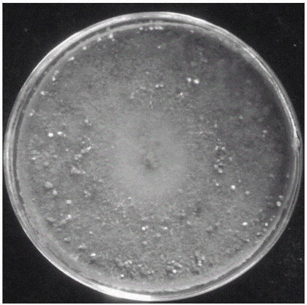 Trichoderoma koningii TC-72 and application of trichoderoma koningii TC-72 to biological control of aspergillus flavus