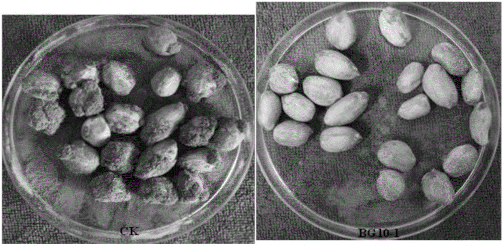 Trichoderoma koningii TC-72 and application of trichoderoma koningii TC-72 to biological control of aspergillus flavus