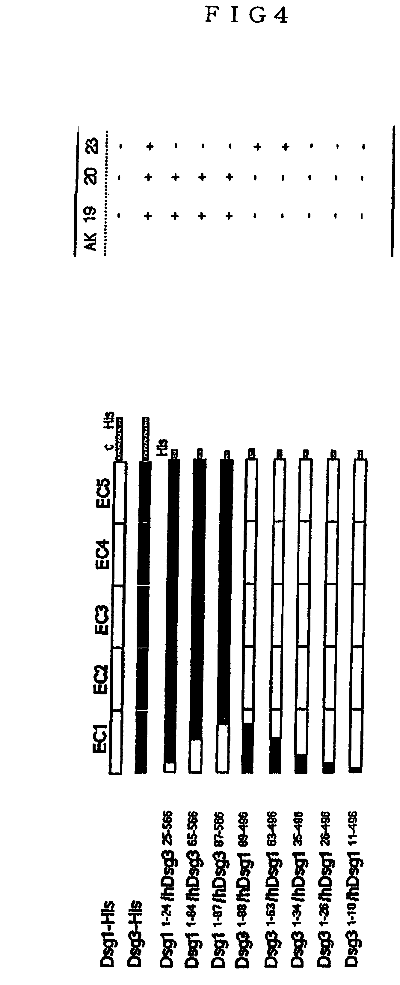 Pemphigus monoclonal antibody