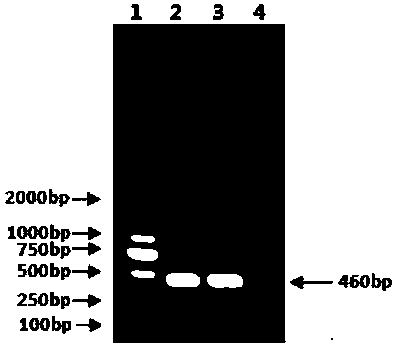 A kind of porcine atrophic rhinitis d-type toxin-producing Pasteurella multocida vaccine strain and its application