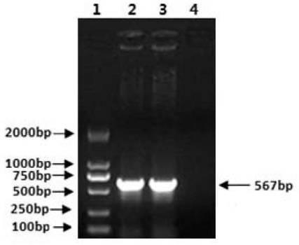 A kind of porcine atrophic rhinitis d-type toxin-producing Pasteurella multocida vaccine strain and its application